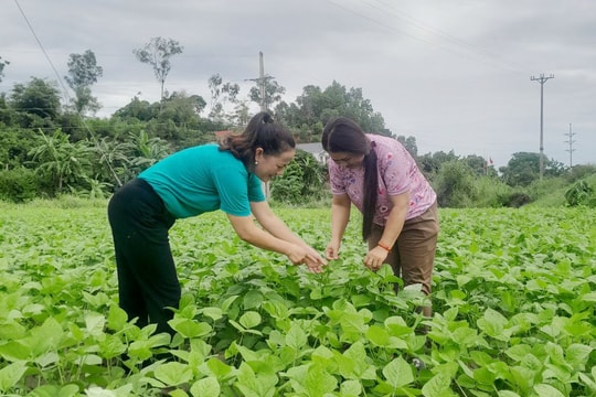 'Cầu nối' giúp hội viên phụ nữ Nghệ An phát triển kinh tế