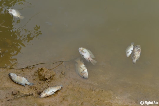 Người nuôi tôm ở Quỳnh Lưu gặp khó vì ô nhiễm nguồn nước