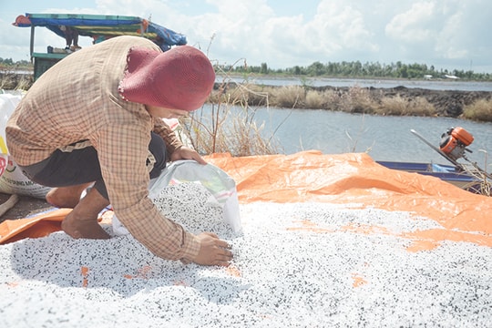 Giá phân bón hôm nay 9/8: Giá phân Lâm Thao, phân Ure, phân NPK, phân Kali toàn quốc