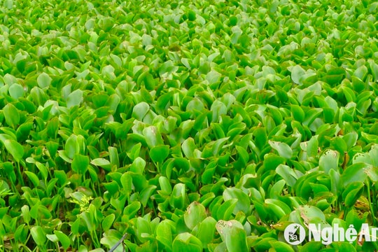 Bèo tây phủ kín sông ở Nghệ An gây "nghẽn" dòng chảy mùa mưa lũ