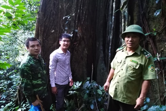 Nghệ An: Hơn 556 nghìn ha được hỗ trợ từ dịch vụ môi trường rừng