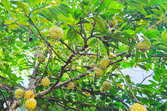 Thụ phấn bổ sung, ép na ra trái vụ, nông dân Nghệ An thu lãi khá