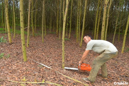 Cần giải pháp để hạn chế tình trạng người dân chặt bán keo non tại Nghệ An