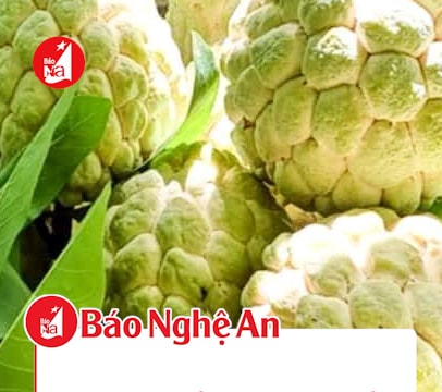 Na trái vụ ở Nghệ An sai quả nhờ thụ phấn bổ sung