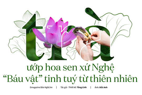 Trà ướp hoa sen xứ Nghệ: 'Báu vật' tinh túy từ thiên nhiên