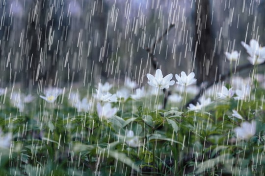 Dự báo thời tiết Nghệ An ngày 3/8