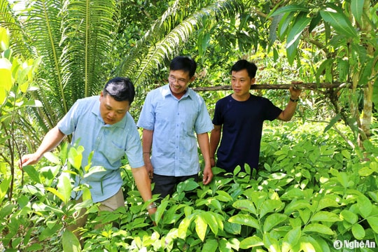 Người đàn ông dân tộc Thái đem cây mú từn từ rừng về ươm giống thành công ở vườn nhà