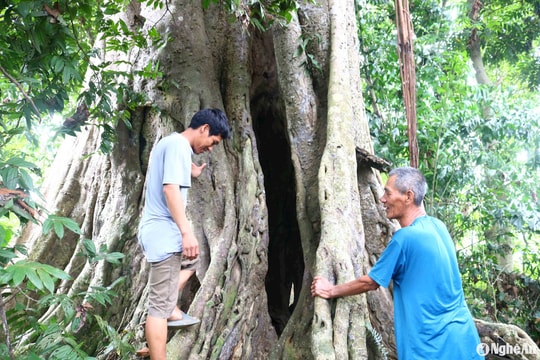 Kỳ thú cây đa rỗng ruột hàng trăm năm tuổi ở Nghệ An