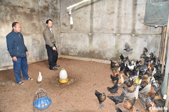 Phát triển thương hiệu gà đen Kỳ Sơn