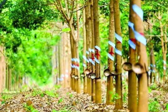 Giá cao su hôm nay 4/8: Biến động trái chiều