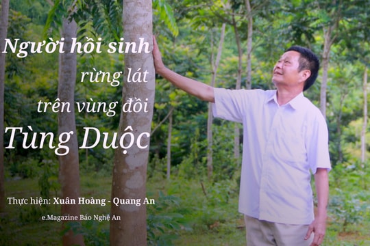 Người hồi sinh rừng lát trên vùng đồi Tùng Duộc