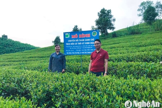 Hướng mới trong sản xuất chè hữu cơ Nghệ An