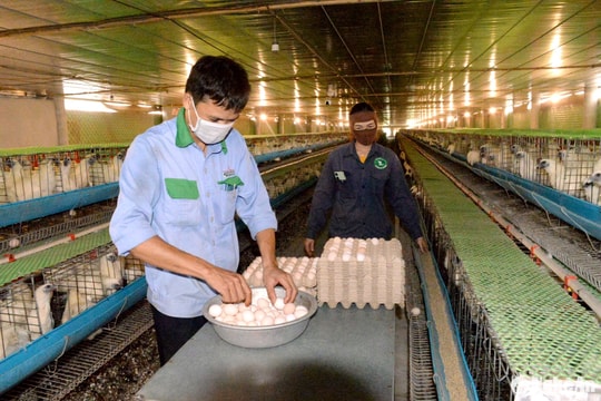 Nghi Lộc có 43 sản phẩm đạt sao OCOP