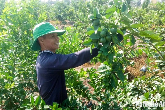 Bí quyết của nông dân Nghệ An để thúc chanh trĩu quả