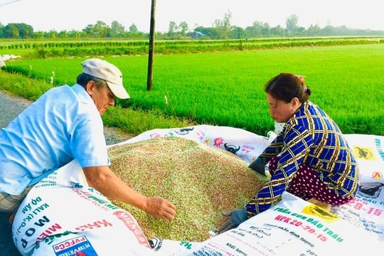 Giá phân bón hôm nay 5/8: Giá phân Lâm Thao, phân Ure, phân NPK, phân Kali toàn quốc