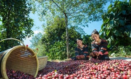 Ngày 6/8, giá tiêu giảm mạnh xuống dưới đáy, giá cà phê giảm nhẹ