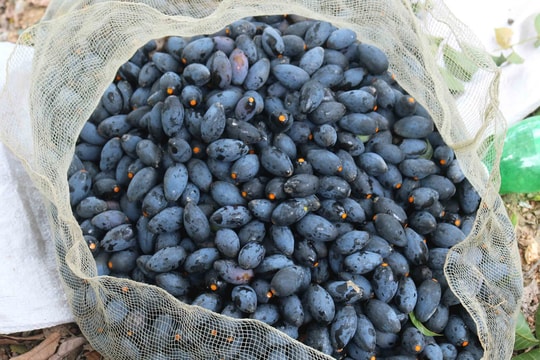 Thanh Chương mất mùa trám