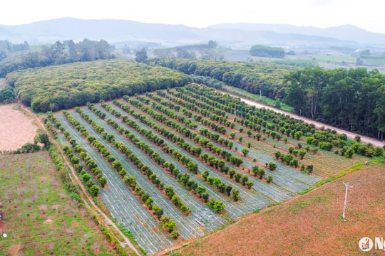 Ban quản lý dự án ngành Nông nghiệp Nghệ An bị phê bình vì nguy cơ dự án trọng điểm chậm tiến độ