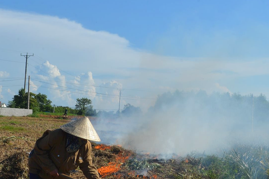 Cảnh báo ô nhiễm do đốt thực bì trồng dứa ở Quỳnh Lưu