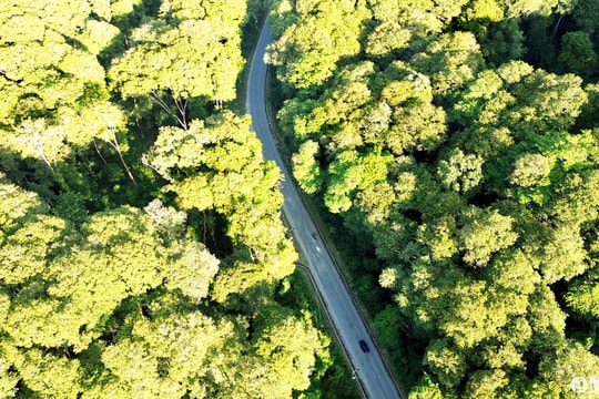 Những cánh rừng săng lẻ tuyệt đẹp ở miền Tây xứ Nghệ