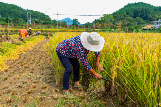 Giá lúa gạo 13/8/2024: Tăng nhẹ