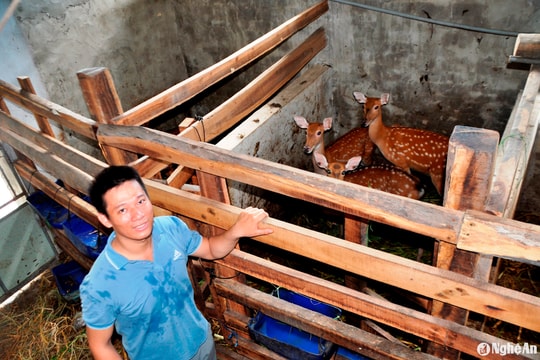 Thanh niên 9X Nghệ An nuôi hươu sao thu hàng trăm triệu đồng