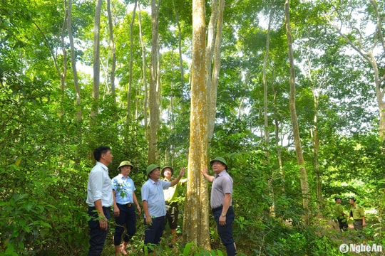 Phó Chủ tịch UBND tỉnh kiểm tra công tác bảo vệ rừng ở 3 huyện miền Tây Nghệ An