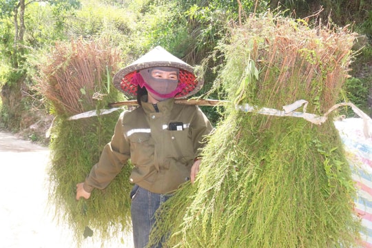 Cây rành rành trên đất đồi ở Nghệ An rớt giá