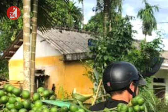 Cau Nghệ An tăng giá kỷ lục