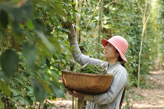 Giá tiêu hôm nay 15/8/2024: Tiếp đà tăng mạnh