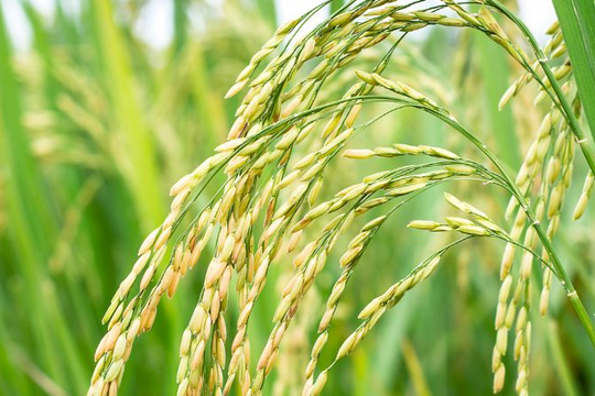 Giá lúa gạo hôm nay 15/8: Giá lúa gạo tăng đồng loạt