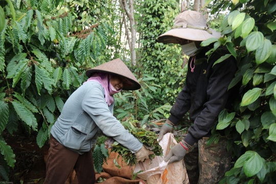 Giá tiêu hôm nay 16/8/2024: Giảm xuống dưới mốc 140,000 đồng
