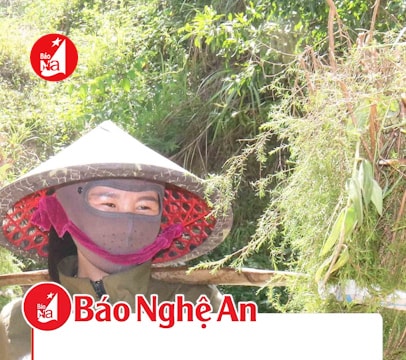 Cây rành rành ở Nghệ An rớt giá