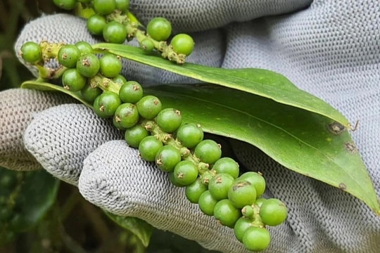 Giá tiêu hôm nay 17/8/2024: Tiếp tục giảm mạnh 2.500 đồng/kg