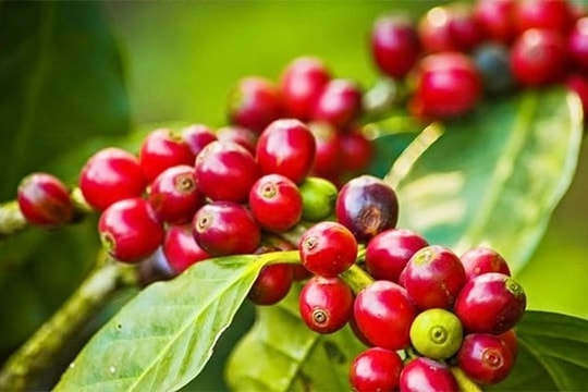Giá cà phê hôm nay 19/8/2024: Giá cà phê giảm mạnh so với đầu tháng