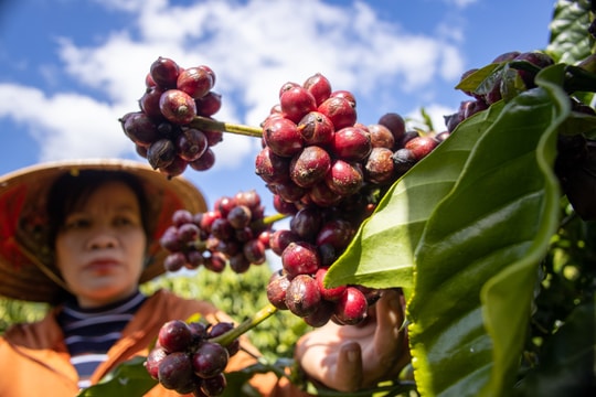 Giá cà phê hôm nay 18/8/2024: Liên tiếp tăng nhẹ, nhưng kết tuần giảm 1.000 đồng/kg