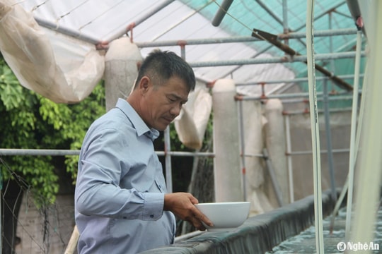 'Chìa khoá' thành công của tỷ phú nuôi tôm Nghệ An - Nông dân Việt Nam xuất sắc năm 2024