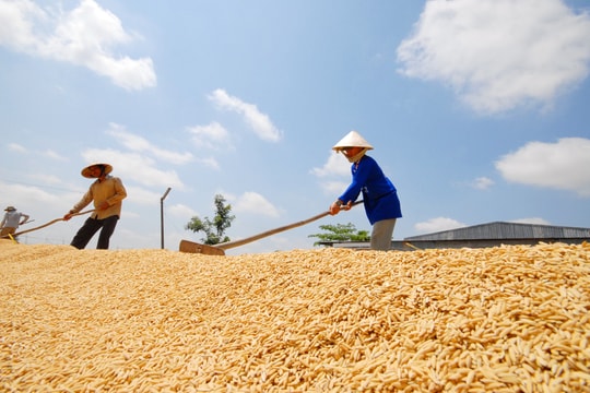 Giá lúa gạo hôm nay 20/8/2024: Giá lúa tăng, giá gạo giảm