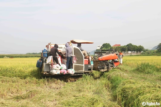 Máy gặt lùi trên ruộng khiến một phụ nữ đi lấy rơm bị thương nặng