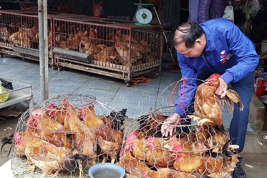 Người chăn nuôi Nghệ An tăng đàn gà trống bán Tết