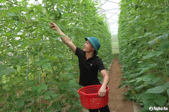 Rau trái vụ ở Nghệ An: Trồng khó, tiêu thụ dễ