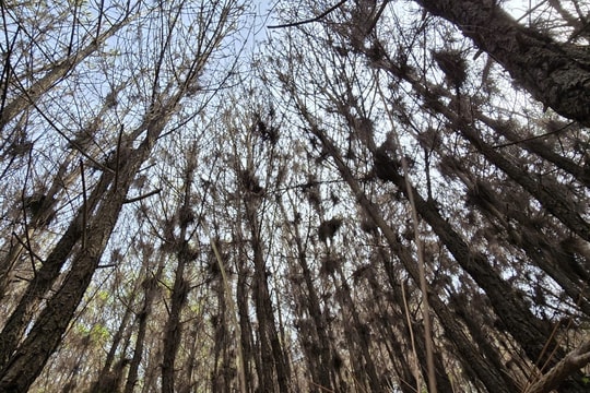 Sâu róm tàn phá hàng trăm ha rừng thông ở Nghệ An