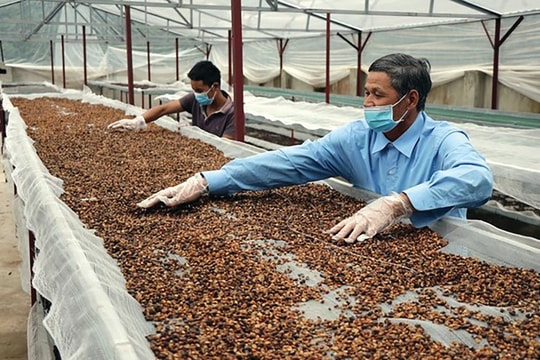 Giá cà phê hôm nay 24/8/2024: Giảm nhẹ 1,000 đồng/kg