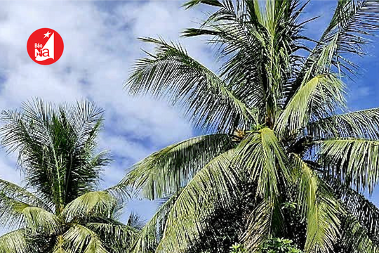 Hơn 2.000 m² đất vàng trên đại lộ Bình Minh, TX Cửa Lò bị bỏ quên