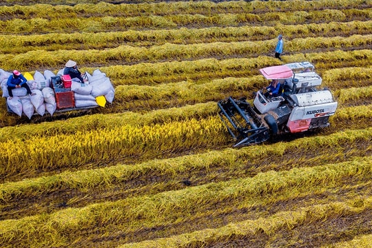 Giá lúa gạo hôm nay 23/8/2024: Lúa gạo tăng giảm trái chiều