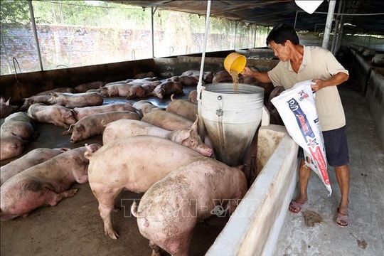 Giá lợn hơi hôm nay 24/8/2024: Ổn định