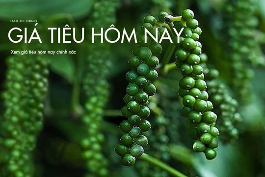 Giá tiêu hôm nay 26/8/2024: Tuần qua tăng mạnh 4,000 đồng/kg