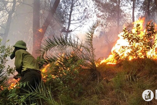 Nhiều vụ cháy rừng ở Nghệ An do người dân bất cẩn