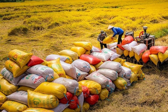 Giá lúa gạo hôm nay 27/8/2024: Gạo trong nước tăng nhẹ
