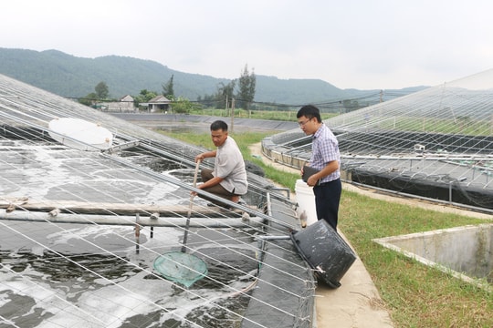 Người thuê lại đất trong khu nuôi trồng, sản xuất, chế biến nông, lâm, thủy sản tập trung có quyền và nghĩa vụ gì?